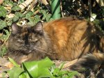 Schnulli-110327.jpg