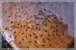 Froschlaich 2011_03_21 - 9845.jpg