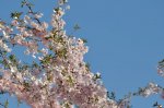 2011_04_08_3463.JPG