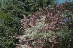 2011_04_09_3551.jpg