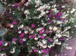 IMG_1706.jpg