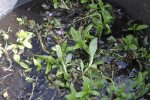 Garten 009.jpg Garten 009.jpg