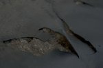 DSC_1123.jpg DSC_1123.jpg