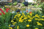 Teich April2011  2 008.jpg