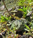 april_21_frosch_01.jpg