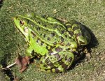 april_21_frosch_02.jpg