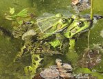 april_21_frosch_04.jpg