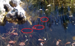 unbekannterfisch.png unbekannterfisch.png