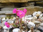 primula_032011.jpg