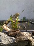 Frühjahr 2011 mit Frosch und Pumpe.jpg