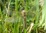 110422LGg_Libellenschlupf 033_äcomp.jpg