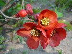 Frühling 2011 13.JPG