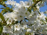 Frühling 2011 11.JPG