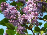 Frühling 2011 16.JPG