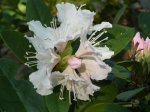 Frühling 2011 15.JPG