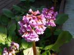 Frühling 2011 14.JPG