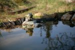 IMG_6870_2011-04-16_Teich2-3.JPG