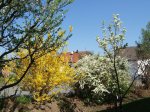 Frühling1.jpg