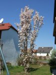Frühling2.jpg