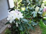 DSC05416.jpg