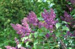 2011_04_24_4975_108.JPG
