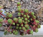 ostern_sedum_02.jpg