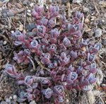 ostern_sedum_03.jpg