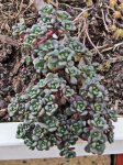 ostern_sedum_05.jpg