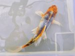 die neuen fischis 0411 008.jpg
