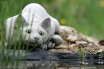 IQ3M1773_2011-05-01_Teichbewacher.JPG