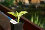 IMG_7089_2011-05-02_neue-Hosta-1.JPG