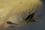 IMG_7148_2011-05-07_Wasserlaeufer.JPG