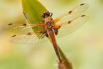 20110506_0241_Vierfleck_m.jpg