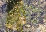 Libellen-Goldfische-Pflanzen-105.jpg