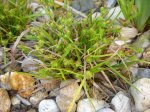 Carex_flava_05_11.jpg