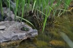 DSC_0070.jpg
