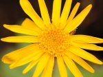 Arnika Blüte 14 05 2011.jpg