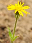 Arnika Blüte Seite 14 05 2011.jpg