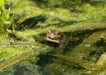IMG_4641 Froschmädel von vorn 2.JPG IMG_4641 Froschmädel von vorn 2.JPG