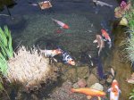 user1466_pic9002_1270302375[1].jpg