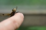 2011_05_21_6541_276.JPG
