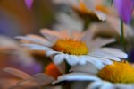 _DSC0051.jpg