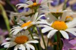 _DSC0103.jpg
