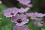 _DSC0111.jpg