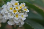 _DSC0015.jpg