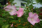 hibiscus moscheutos mit 5 Blüten.jpg