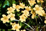Caltha palustris tyermannii rr.jpg