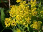 Euphorbia villosa.rr.jpg
