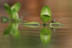 IQ3M1905_2011-05-22_100-Prozent-Crop.JPG