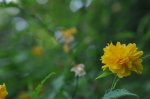 _DSC0067.jpg